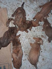 Cani segugio maremmano