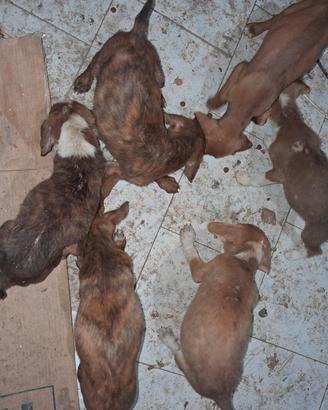 Cani segugio maremmano