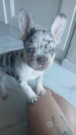 Bulldog francese tre merle