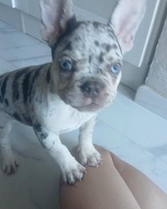 Bulldog francese tre merle