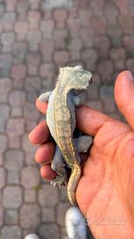 Geco ciliatus maschio