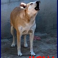 MONA tg medio 3 anni cerc qualcuno che la salvi