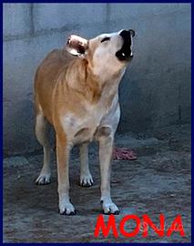 MONA tg medio 3 anni cerc qualcuno che la salvi