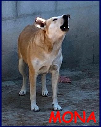 MONA tg medio 3 anni cerc qualcuno che la salvi