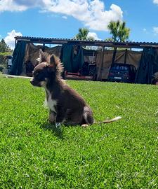 Cucciolo incrocio chihuahua
