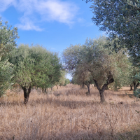 Terreno serdiana 40 piante di oliveto
