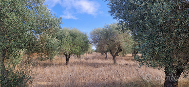 Terreno serdiana 40 piante di oliveto