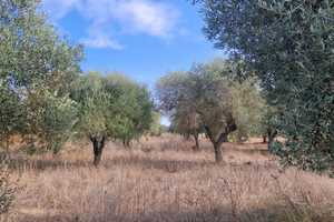 Terreno serdiana 40 piante di oliveto