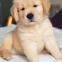 Cuccioli golden retriever