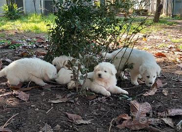 Cuccioli Pastore maremmano
