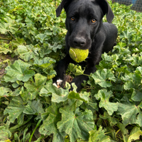 Cucciolo in adozione