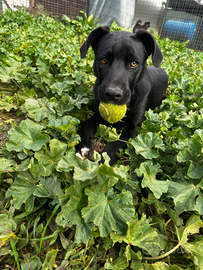 Cucciolo in adozione