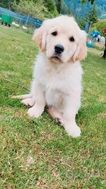 Cuccioli Golden retriever maschietti