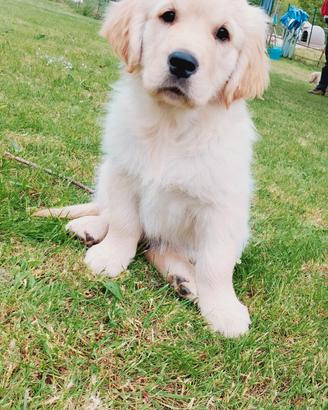 Cuccioli Golden retriever maschietti