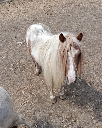 Cavallo