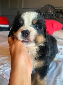 Cuccioli bovaro del bernese
