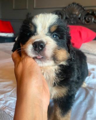 Cuccioli bovaro del bernese