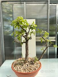 Pre bonsai quercia yamadori