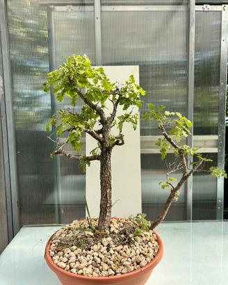Pre bonsai quercia yamadori