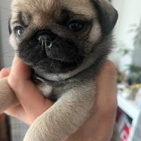 Cuccioli di carlino con Pedigree Enci