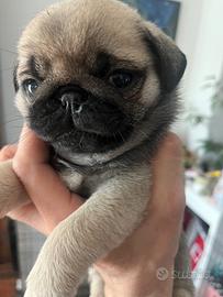 Cuccioli di carlino con Pedigree Enci