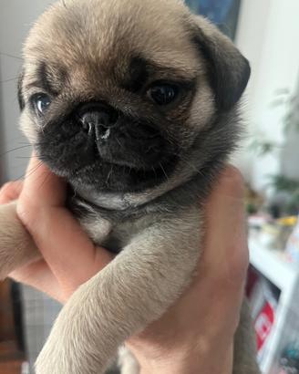 Cuccioli di carlino con Pedigree Enci