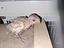 Immagine 1