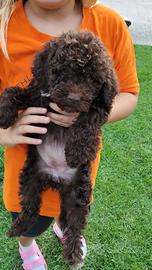 Cuccioli di Lagotto Romagnolo