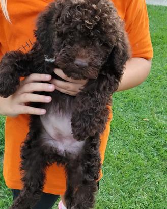 Cuccioli di Lagotto Romagnolo