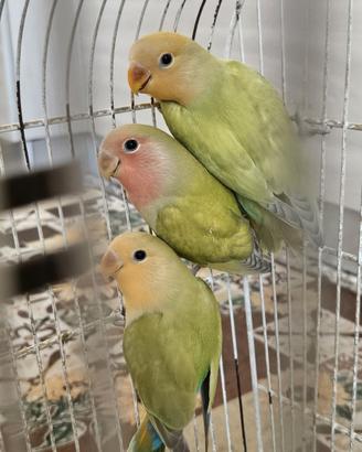 Pappagalli inseparabili