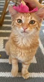 CAMPARI la rossa rarità