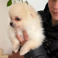 Spriz Pomerania mini toy