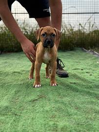 Cuccioli di Pitbull disponibili