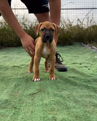 Cuccioli di Pitbull disponibili