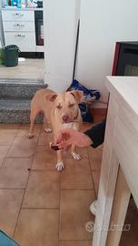 Pitbull femmina