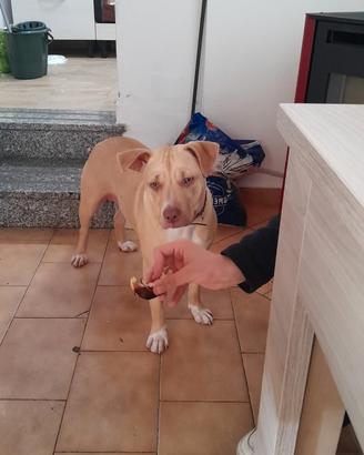 Pitbull femmina