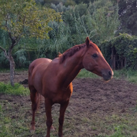 Cavallo