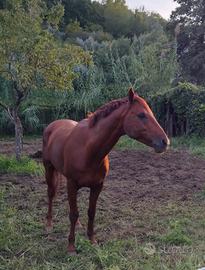 Cavallo