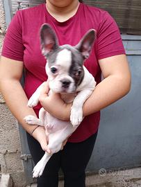 Cuccioli di bulldog francese