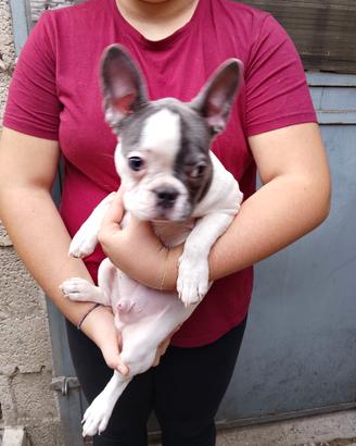 Cuccioli di bulldog francese