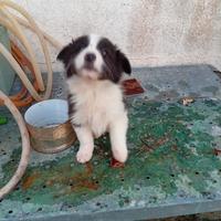 Cucciole border collie