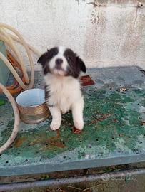 Cucciole border collie