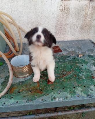 Cucciole border collie