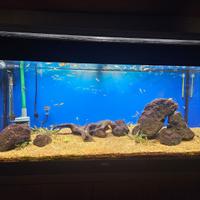 Acquario Juwel Rio 180 completo con accessori