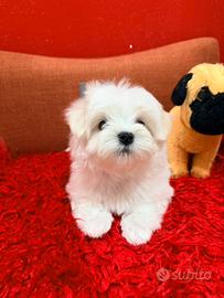 Maltese