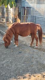 Pony.
