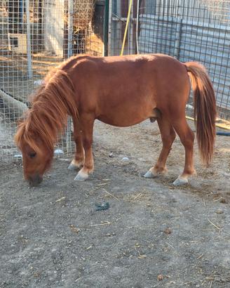 Pony.