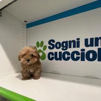 Maltipoo ( Barboncino Maltese ) toy disponibili