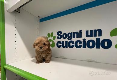 Maltipoo ( Barboncino Maltese ) toy disponibili