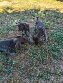 Cuccioli di Drahthaar maschi e femmine